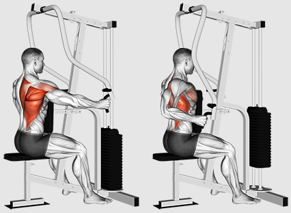 Should We Focus on Rows or Pulls for Better Back Training?